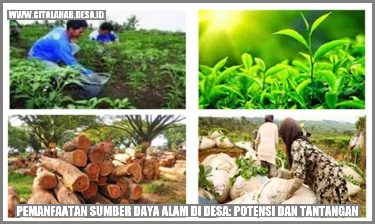 Potensi Pertanian di Desa