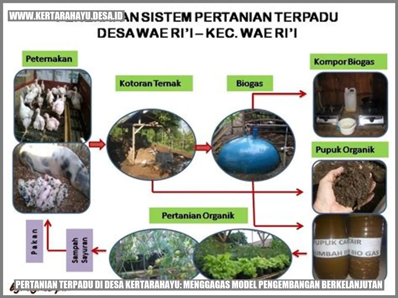 Pertanian Terpadu di Desa Kertarahayu