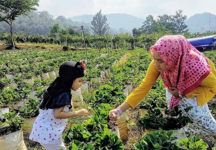 Mengembangkan Potensi Agrowisata Organik di Desa Papayan untuk Pariwisata Berkelanjutan