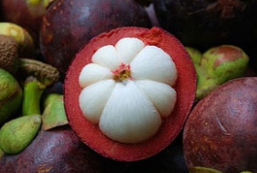 Menggali Manfaat Musim Buah Manggis: Kesehatan dan Kenikmatan dari Tanah Desa