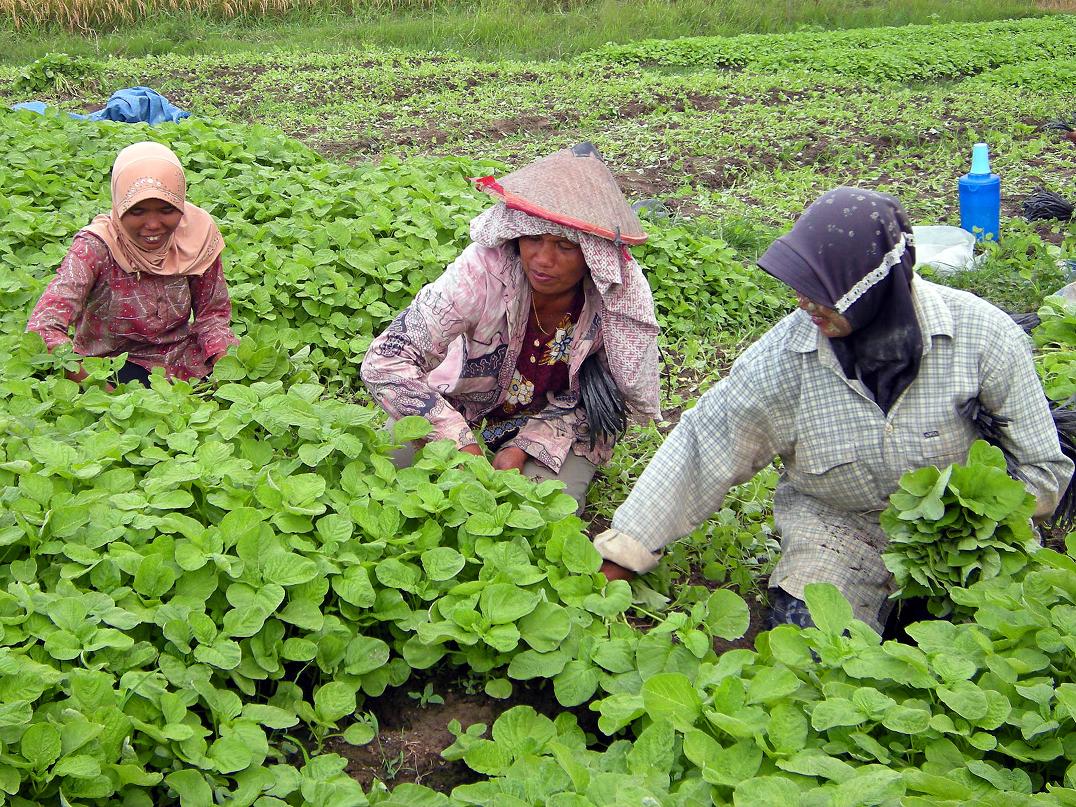 Pelatihan Pertanian Berkelanjutan: Solusi untuk Meningkatkan Kesejahteraan Petani dan Kelestarian Lingkungan