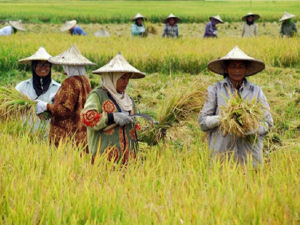 Agricamp Tingkatkan Efisiensi dan Produktivitas di Sektor Pertanian Desa Papayan